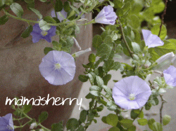 健康レシピの暮らしを彩る花：ブルーカーペーット（コンボルブルス・サバティウス）