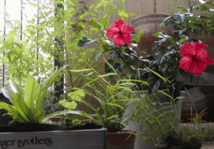 健康レシピ暮らしの花：ハイビスカス